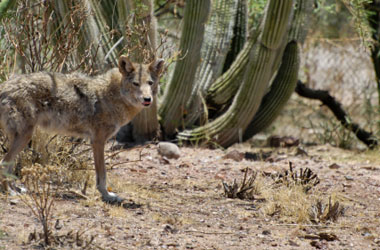 Arizona Coyotes Call Tempe Home